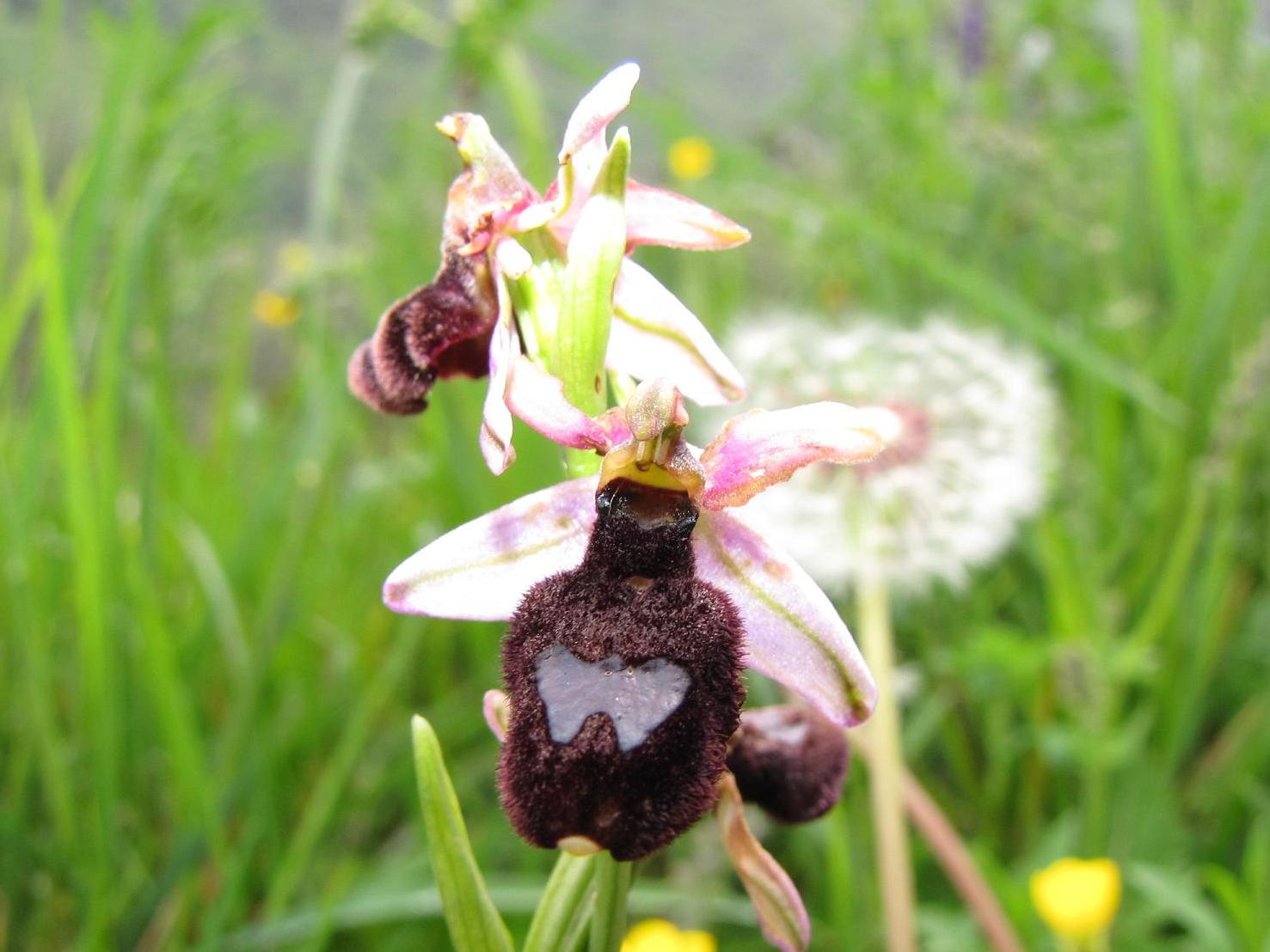 Le nostre prime orchis & ophrys